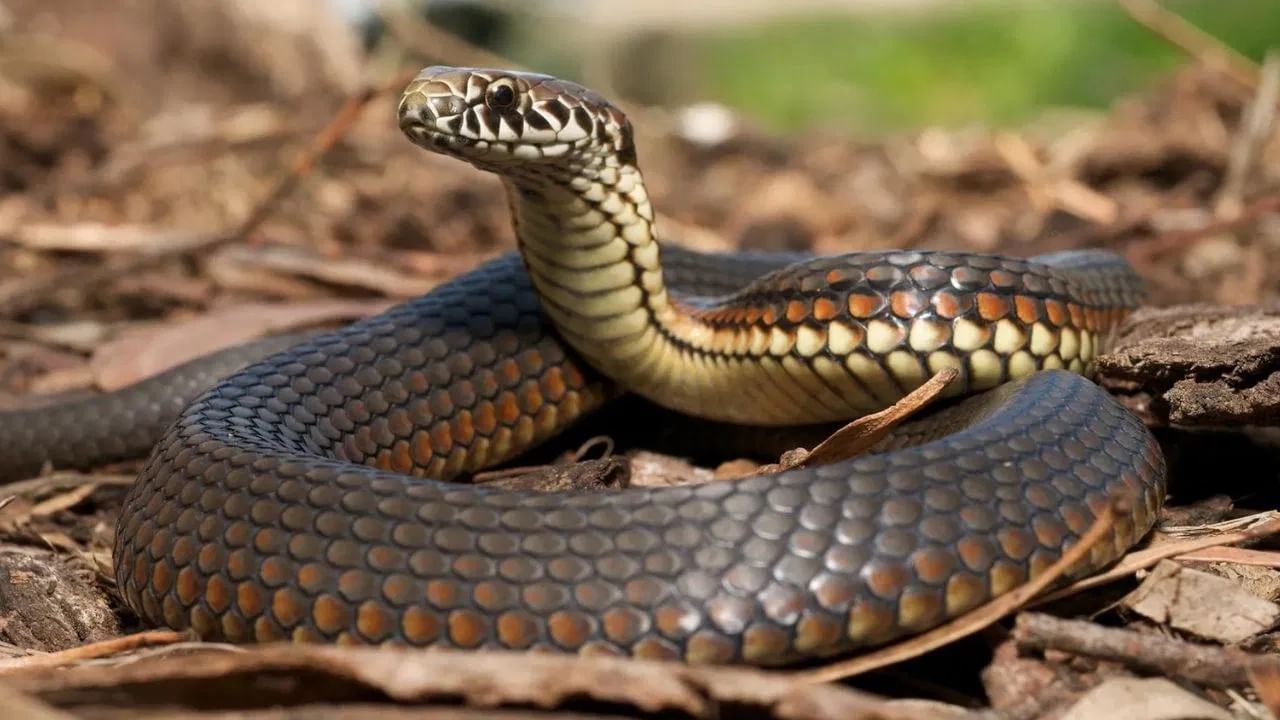 पण, कधीकधी कितीही काळजी घेतली तरी साप घरात शिरतात. याचं मुख्य कारण म्हणजे आपल्या घरात किंवा घराच्या परिसरात अशा काही गोष्टी असतात ज्या त्यांना आकर्षित करतात. सापांना आकर्षित करणाऱ्या त्या पाच गोष्टी कोणत्या आहे, हे जाणून घेऊया.