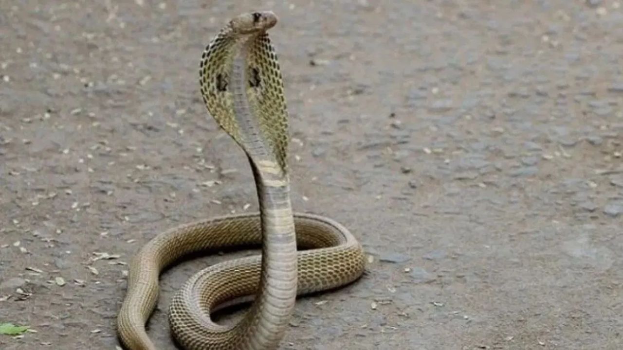 विंचूचे विष सापाच्या विषापेक्षा रासायनिकदृष्ट्या जास्त विषारी असते. मात्र विंचू चावताना कमी प्रमाणात विष सोडतो त्यामुळे मानवाच्या जीवाला धोका निर्माण होत नाही. मात्र साप चावताना मोठ्या प्रमाणात विष सोडतो, त्यामुळे मानवाचा मृत्यू होऊ शकतो.