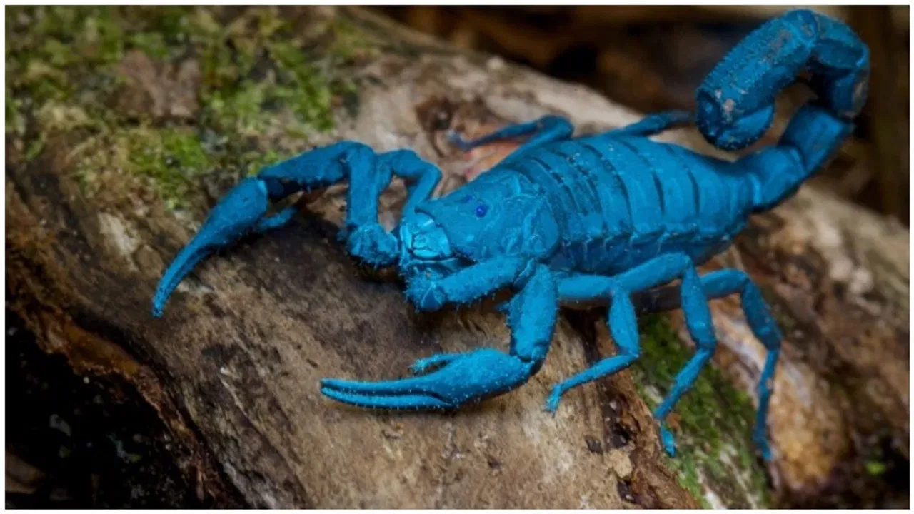 विंचू या प्राण्याच्या विषामध्येही न्यूरोटॉक्सिन आढळते. विंचूचे विष नसांवर परिणाम करून शरीराच्या अवयवांना निकामी करते. परंतु विंचू चावताना खूप कमी प्रमाणात विष सोडतो. त्यामुळे याचा फारसा परिणाम आरोग्यावर होत नाही.