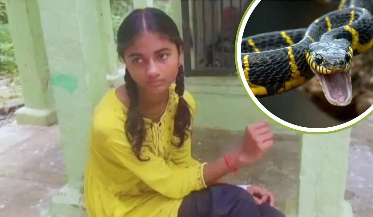 42 दिवसात 12 वेळा साप चावला, डॉक्टरांनी सांगितले हे कारण... 42 दिवसात 12 वेळा साप चावला, डॉक्टरांनी सांगितले हे कारण...