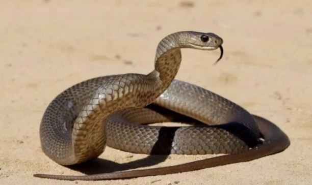 सापांचं विश्व हे मोठं गुढ आहे. आतापर्यंत सापाच्या अनेक प्रजातींचा शोध लागलेला आहे. यातील काही प्रजाती या अतिशय विषारी असतात तर काही साप हे पूर्णपणे बिनविषारी असतात. यामुळेच सांपाच्या दुनियेबद्दल माणसाला उत्सुकता असते. 