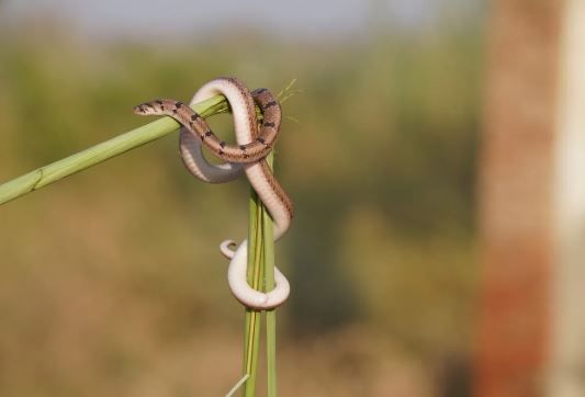सापाला पाहिलं की आपण घाबरून जातो. सापाने दंश केल्यामुळे मृत्यू होण्याची भीती असते त्यामुळे आपण खबरदारी म्हणून सापापासून दूर पळतो. याच सापांच्या दुनियेत आता एका आगळ्यावेगळ्या प्रजातीचा शोध लागला आहे.
