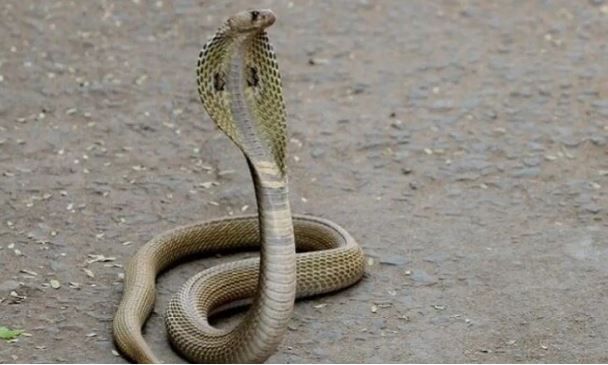 मिळालेल्या माहितीनुसार ब्राझीलच्या घनदाट जंगलात एक अजब साप सापडला आहे. हा सा हिरव्या रंगाचा असून त्याची लांबी 32 इंची आहे. या सापाला चक्क मिशा आहेत. 