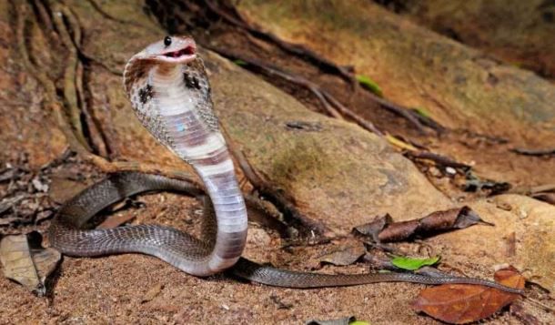 सापाच्या तोंडावर एक गडत काळ्या रंगाची रेष आहे. ही रेष दुरुन एखाद्या मिशीप्रमाणे भासते. संशोधकांनी या सापाच्या डीएनएचा अभ्यास केला आहे. अभ्यासानंतर संशोधकांनी या सापाचा Parrot Snake या प्रजातीत समावेश केला आहे.
