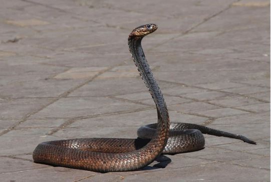 दरम्यान, संशोधकांच्या मते ही प्रजाती फार जुनी आहे. या सापाच्या दातांची रचनादेखील फार वेगळी आहे. सापाची ही प्रजाती नष्ट होण्याच्या मार्गावर असल्याचे बोलले जात आहे. त्यामुळेच या प्रजातीचे संवर्धन करणे गरजेचे असल्याचे संशोधकांनी सांगितले आहे.