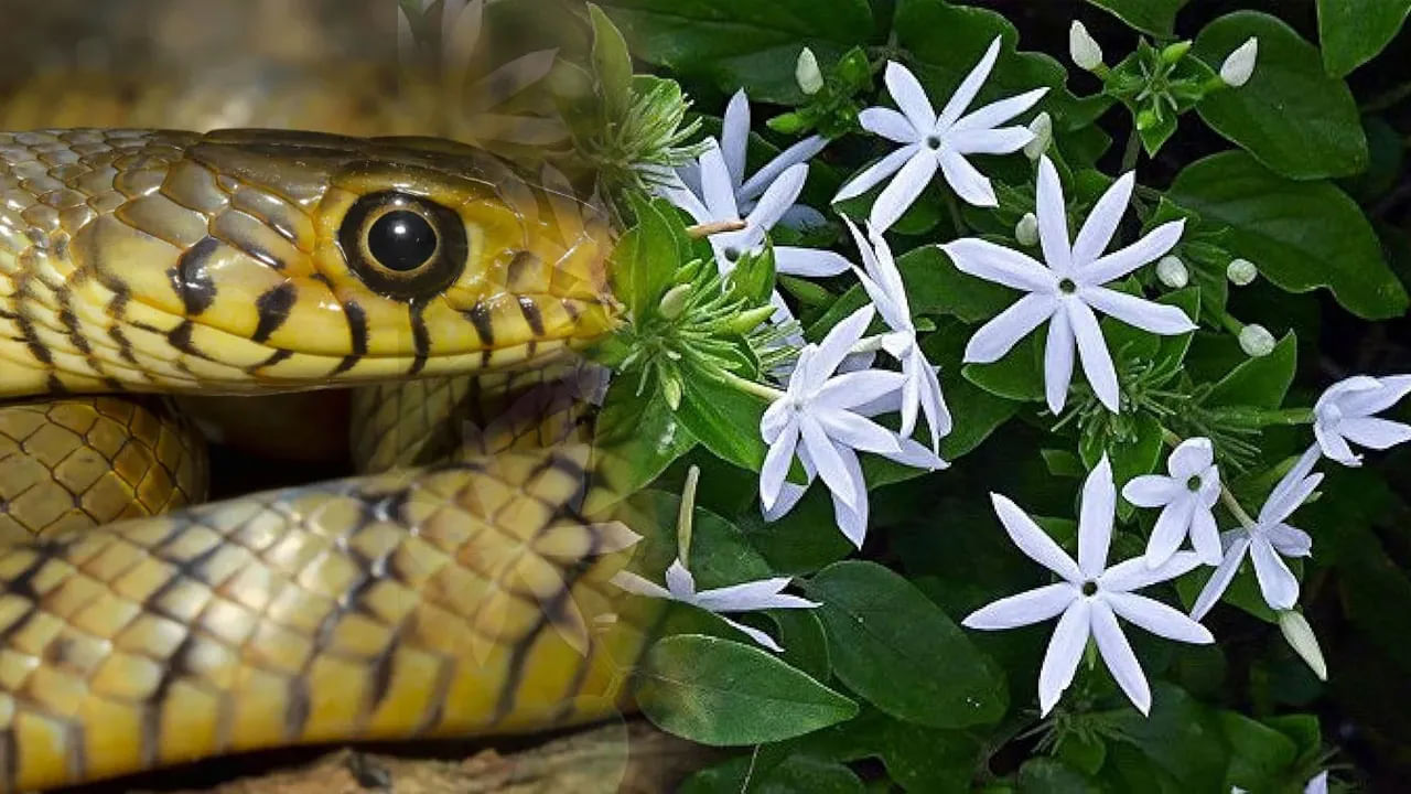 सुगंधी झाडे आणि फुले : काही झाडे आणि फुलांचा वास सापांना खूप आवडतो. त्यामुळे घराच्या आजूबाजूला सुगंधी फुलांची झाडे असतील तर साप तिथे येण्याची शक्यता वाढते. जाई, चमेली आणि केशरची झाडे सापांना जास्त आकर्षित करतात. तज्ज्ञांच्या मते, या फुलांच्या सुगंधामुळे साप या झाडांजवळ नेहमीच असतात. त्यामुळे, घराच्या परिसरात अशी झाडे लावताना काळजी घ्या.
