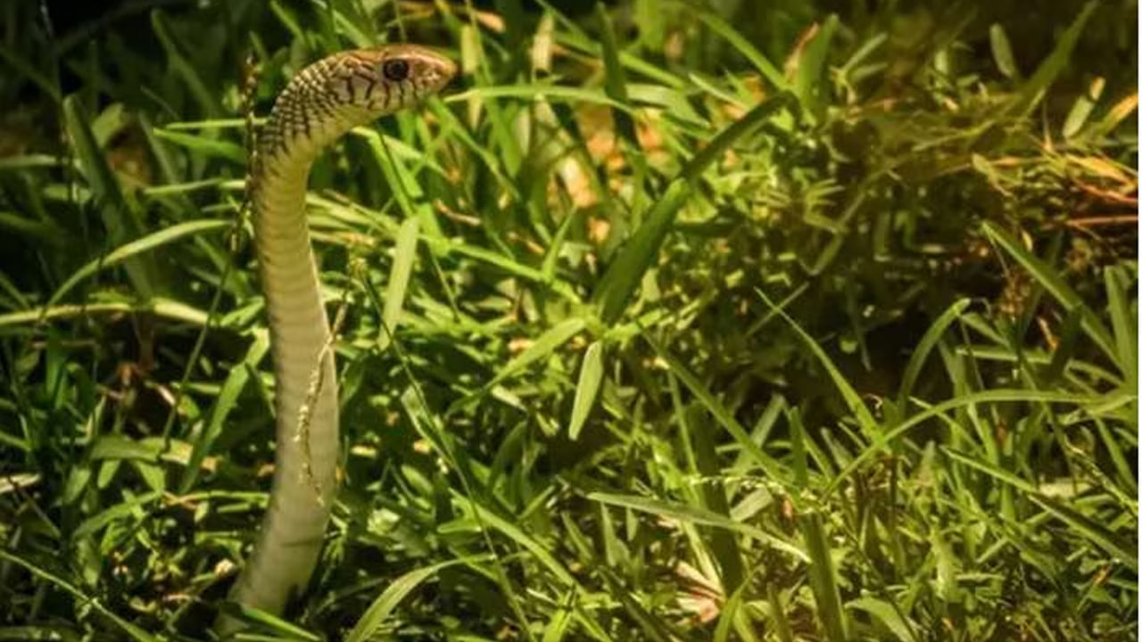 घनदाट झुडुपे आणि उंच झाडे : तुमच्या घराभोवती असलेली दाट झुडुपे, विशेषतः बेरीची झुडुपे, अनेक लहान प्राणी, पक्षी आणि कीटकांना आकर्षित करतात. हे प्राणी सापांसाठी उत्तम खाद्य बनतात. तज्ज्ञांच्या मते, घराच्या आजूबाजूला जर उंच गवत आणि घनदाट झाडी असेल, तर ते सापांना राहण्यासाठी चांगले ठिकाण असते. त्यामुळे, घराचा परिसर नेहमी स्वच्छ आणि मोकळा ठेवा. ही खबरदारी घेतल्यास सापांचा धोका टाळता येतो.