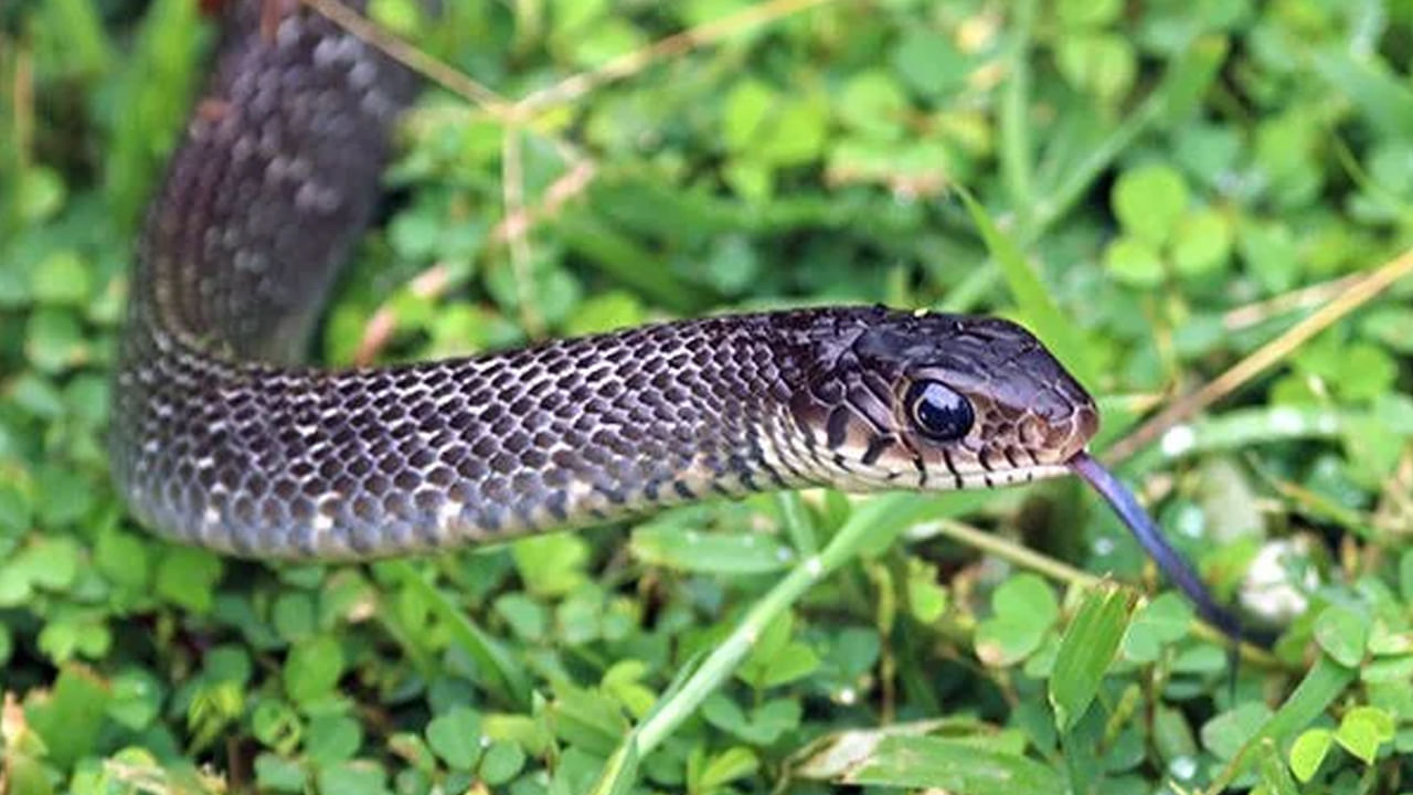 वेली आणि दाट गवत : घराच्या परिसरात जमिनीवर पसरणाऱ्या वेली आणि दाट गवत हे सापांना अतिशय आवडतात. ही झाडे सापांसाठी एक थंड आणि सुरक्षित वातावरण निर्माण करतात. सापांना अशा दाट ठिकाणी लपायला मिळते आणि त्यांना अन्न म्हणून कीटकही सहज मिळते. त्यामुळे घराच्या आजूबाजूला असे गवत किंवा वेली वाढल्या असतील तर त्या नियमितपणे कापून टाका.