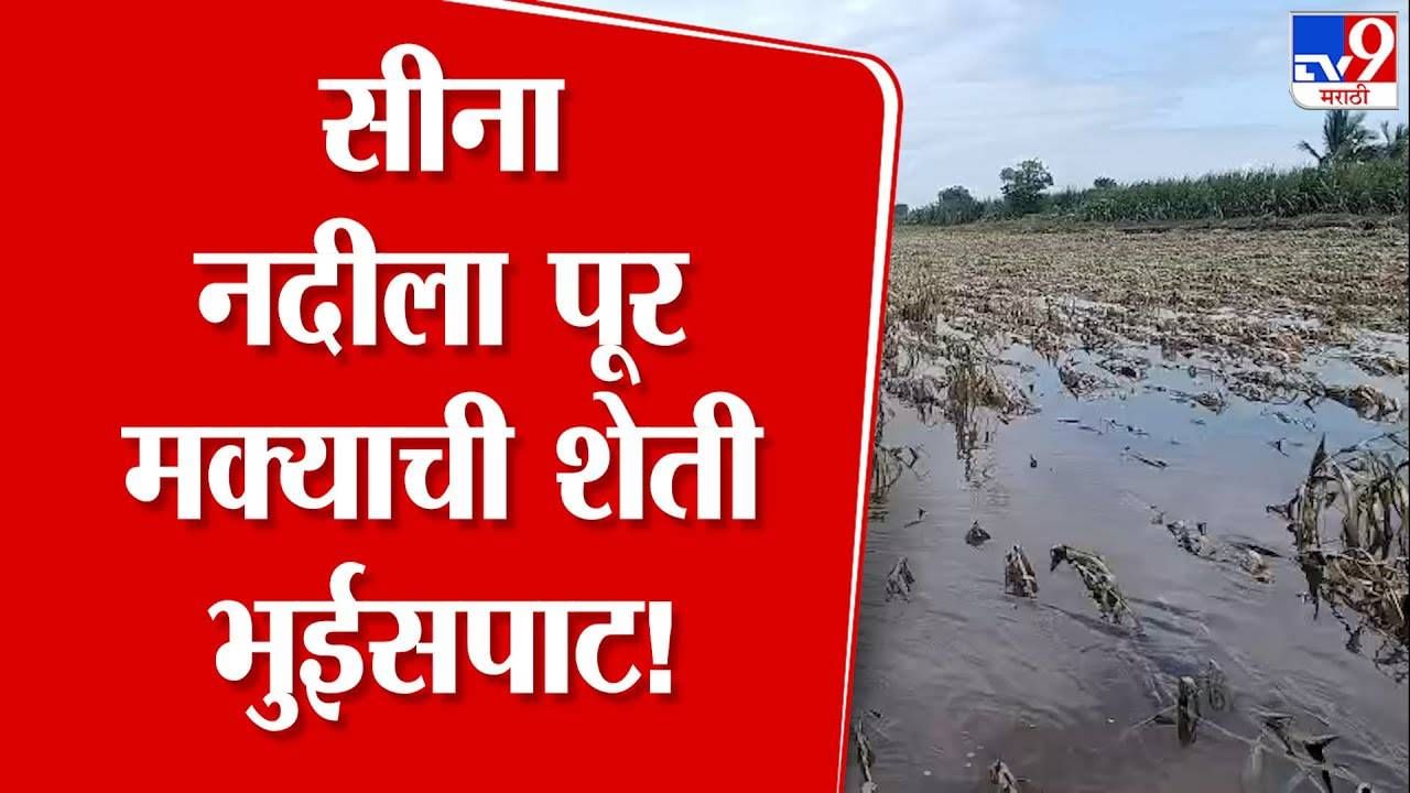 Solapur Flood : सीना नदीच्या पुरानं बळीराजा उद्ध्वस्त, पिकाचं नुकसान अन् शेतकरी हवालदिल