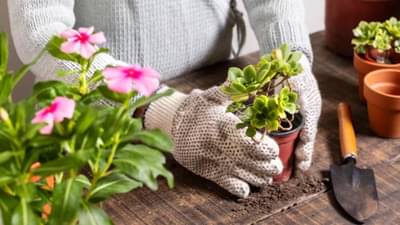 Gardening Tips: तुमच्या बाल्कनीच्या गार्डनमध्ये या टिप्सच्या मदतीने लावा ओव्याचे झाड