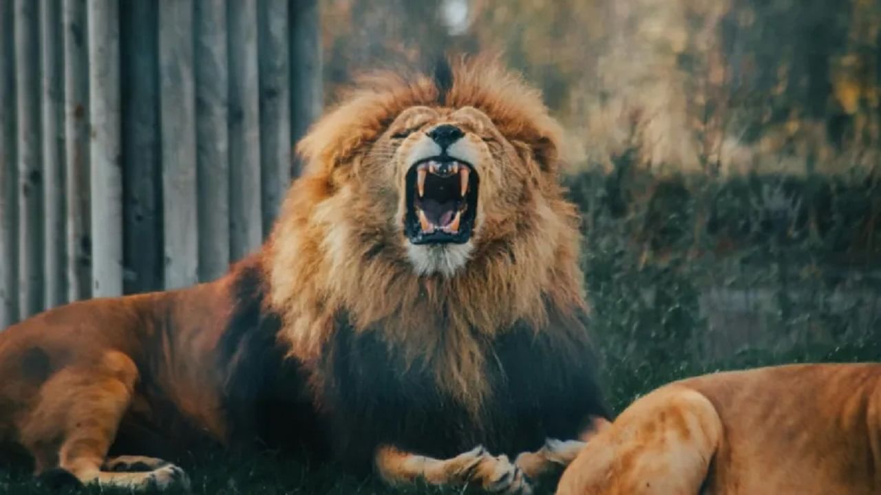  एकदा डॉक्टरांना माओ यांना दात घासण्याचा सल्ला दिला. तेव्हा माओ म्हणाले, 'सिंह कधीच स्वतःचे दात घासत नाही. तरी सुद्धा त्याचे दात स्वच्छ आणि चमकदार का असतात?'