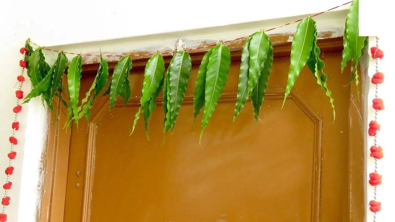 बहुतांश लोक आजही घराच्या मुख्य प्रवेशदारावर आजही अशोकाच्या पानांचे तोरण लावतात. नवरात्रीच्या काळात बहुतेक घरांमध्ये हे तोरण बसवले जाते. अशोकाच्या पानांना शास्त्र आणि वास्तुशास्त्र दोन्हीमध्ये विशेष महत्त्व आहे. चला तर मग जाणून घेऊया हे तोरण घराच्या दारावर लावण्याचे फायदे काय ?