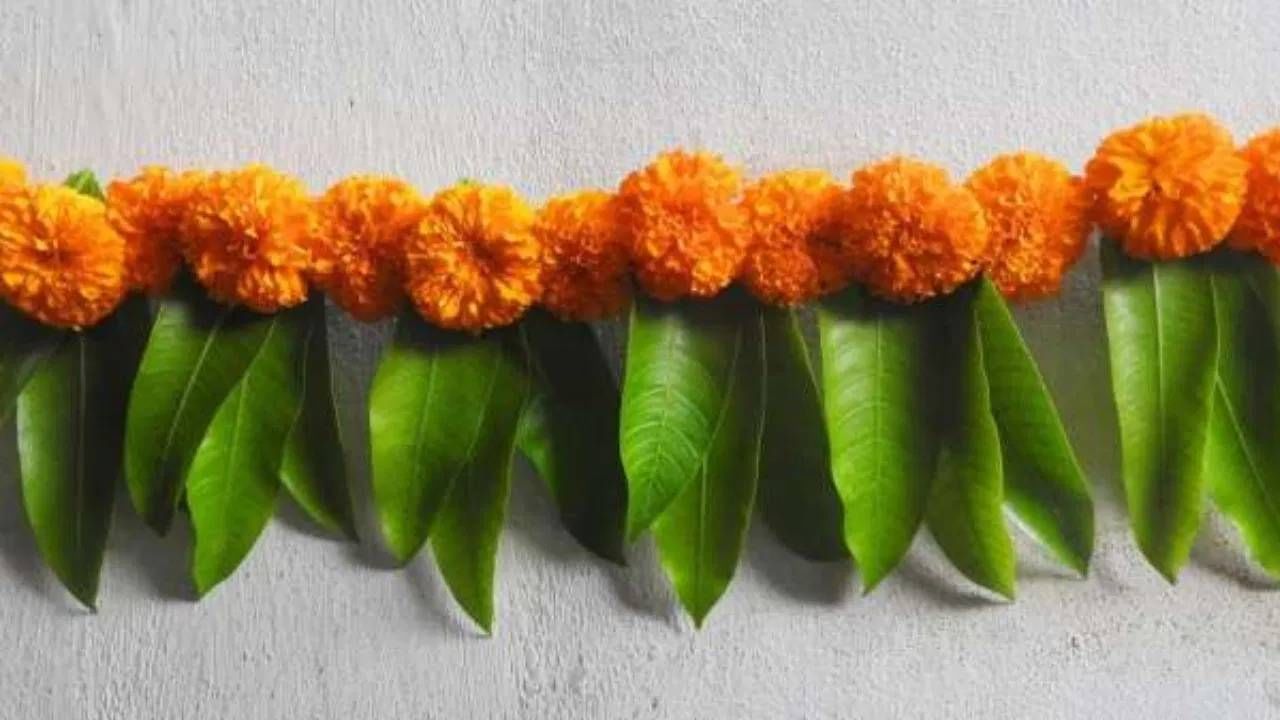 वास्तुशास्त्रानुसार, असे मानले जाते की जर तुम्ही घराच्या मुख्य प्रवेशद्वारावर अशोकाच्या पानांचे तोरण लावले तर नकारात्मक ऊर्जा तुमच्या घरापासून दूर राहते आणि घरात सकारात्मक ऊर्जा राहते.