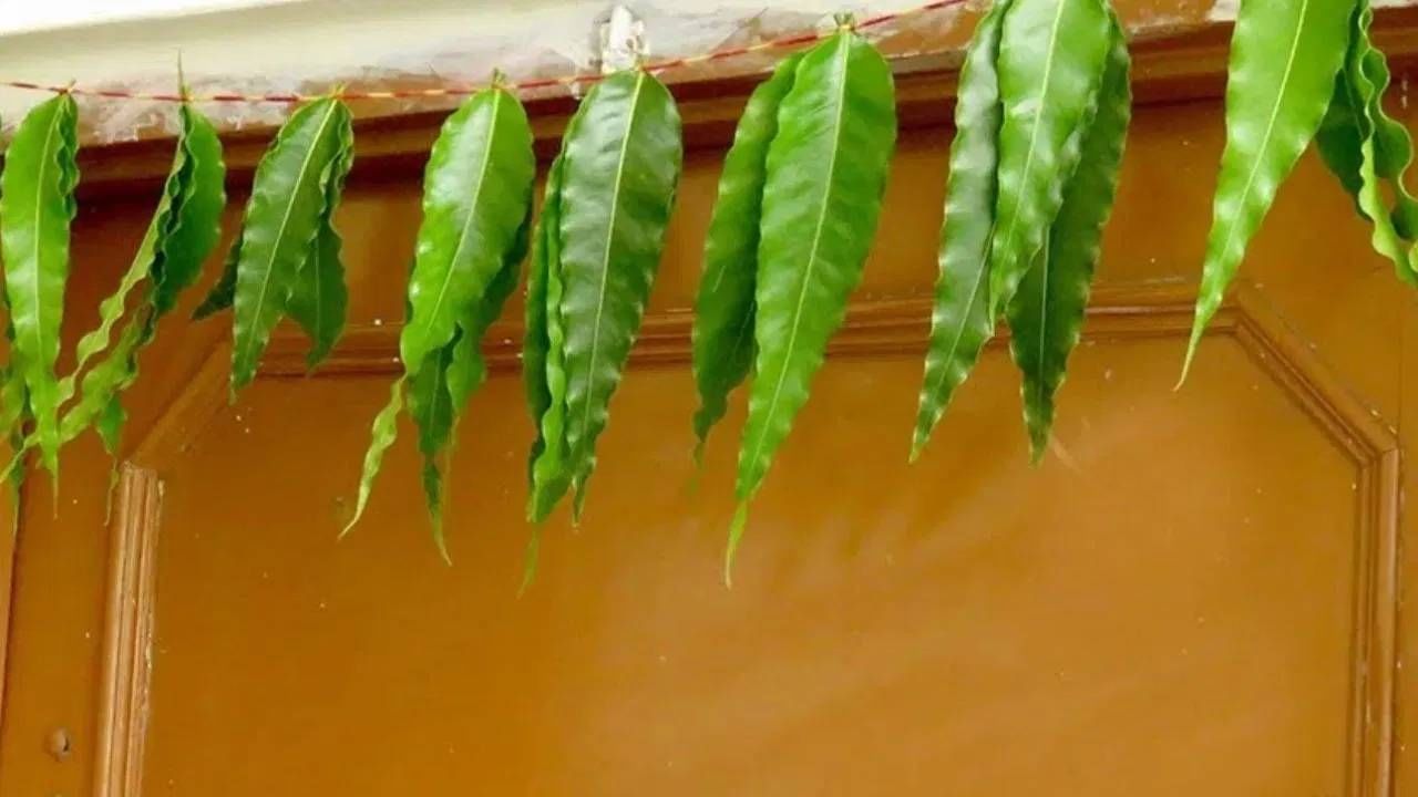 असा विश्वास आहे की अशोकाच्या पानांची माळ घरात संपत्ती, समृद्धी आणि कल्याण आणते.