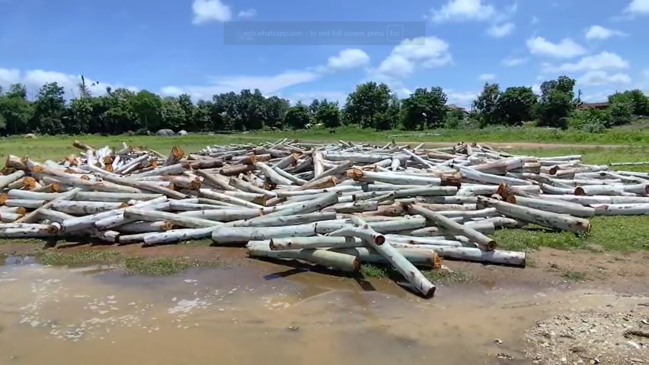 त्यांच्या प्रयत्नांनी येथे एक छोटी नर्सरीसुद्धा तयार झाली होती. 2024 मध्ये शासनाने ही जागा पुन्हा आपल्या ताब्यात घेतली. तिची देखभाल करण्याची जबाबदारी ग्रामपंचायतीकडे सोपवली. मात्र, सरपंच मनोहर बोरकर यांनी या जागेला आपली खासगी मालमत्ता समजून मनमानी कारभार सुरू केला. त्यांनी वन विभागाची कोणतीही परवानगी न घेता थेट 109 निलगिरीची झाडे तोडून टाकली.