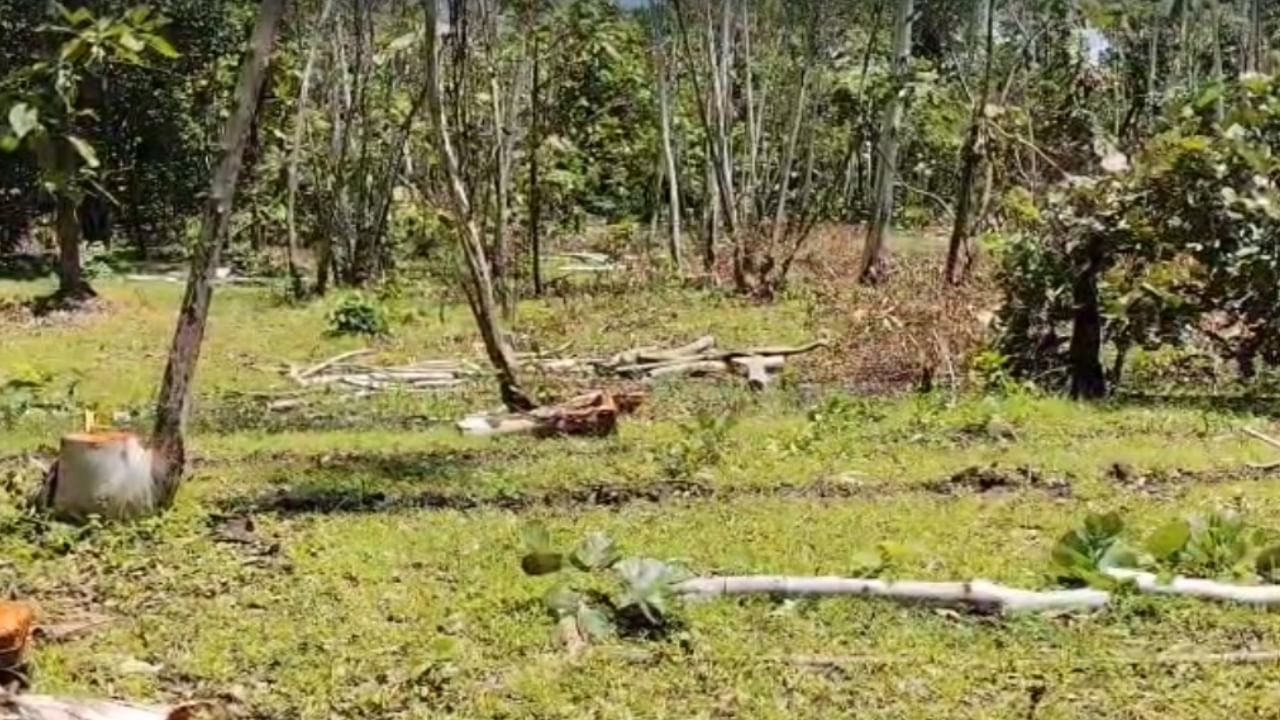 मात्र, कायद्यानुसार कोणतीही झाडे तोडण्यासाठी वन विभागाची पूर्वपरवानगी घेणे बंधनकारक आहे. वन विभागाच्या अधिकाऱ्यांनीही ही बाब स्पष्ट केली आहे, परंतु कॅमेऱ्यासमोर बोलण्यास त्यांनी नकार दिला. विशेष म्हणजे ही 109 झाडे तोडली जात असताना वन विभागाला त्याची साधी खबरसुद्धा लागली नाही. यातून वन विभागाच्या कार्यक्षमतेवर प्रश्नचिन्ह निर्माण झाले आहे.