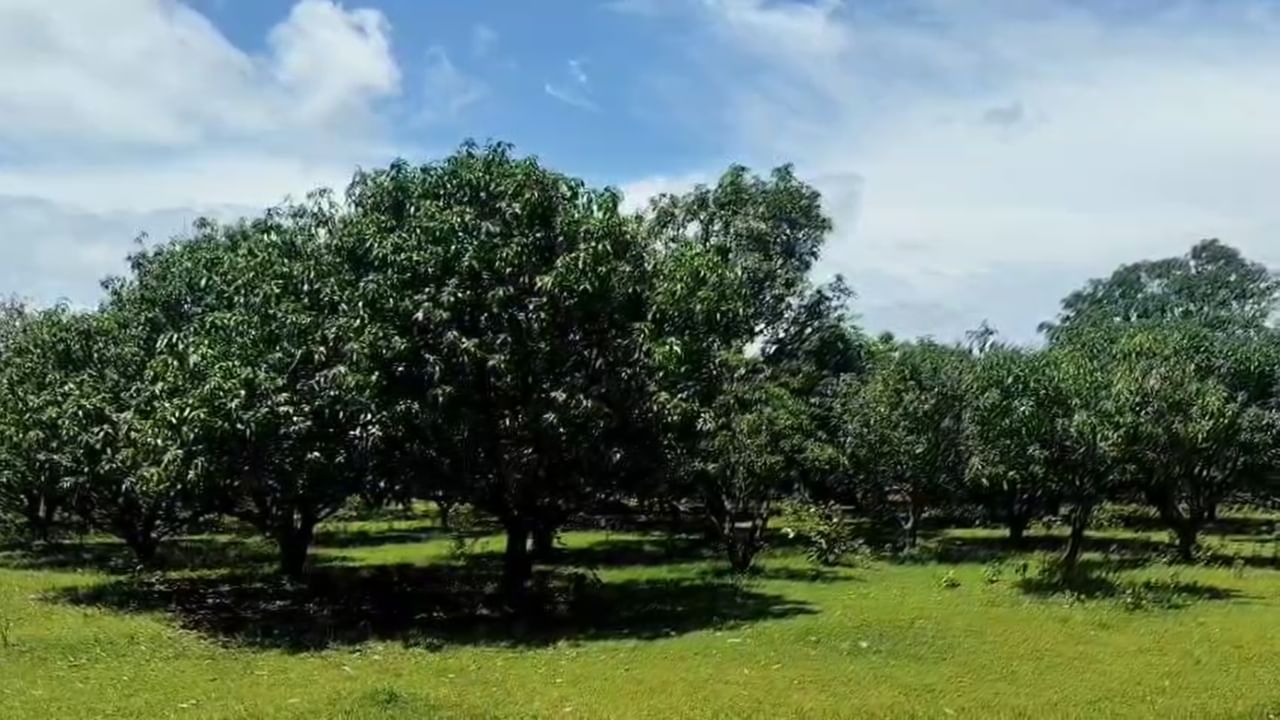 या प्रकरणी सरपंच मनोहर बोरकर यांना विचारणा केली असता, त्यांनी कोणतीही परवानगी घेतली नसल्याचे मान्य केले. आता आम्ही परवानगी घेत आहोत, असे बेजबाबदार उत्तर त्यांनी दिले.