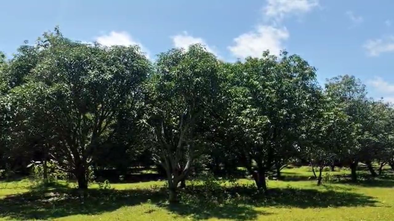 मंडळाच्या कार्यकर्त्यांनी अथक परिश्रम घेऊन या उजाड जागेत हिरवीगार वनराई फुलवली. त्यांनी जवळपास 400 आंब्याची झाडे, 1200 निलगिरी, 1000 बांबू आणि 1000 सागवान अशा विविध प्रकारच्या झाडांची लागवड करून त्यांची काळजी घेतली.