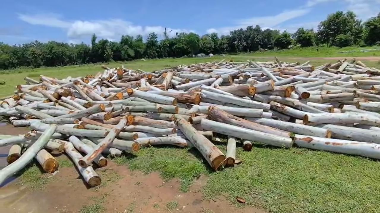 आम्ही चौकशी करत आहोत आणि दोषींवर कारवाई केली जाईल असे वन विभागाच्या अधिकाऱ्यांनी सांगितले असले तरी त्यांच्या भूमिकेबद्दल संशय व्यक्त केला जात आहे. या गंभीर प्रकरणात आता जिल्हाधिकारी आणि वन विभाग काय कारवाई करतात, याकडे सर्वांचे लक्ष लागले आहे.