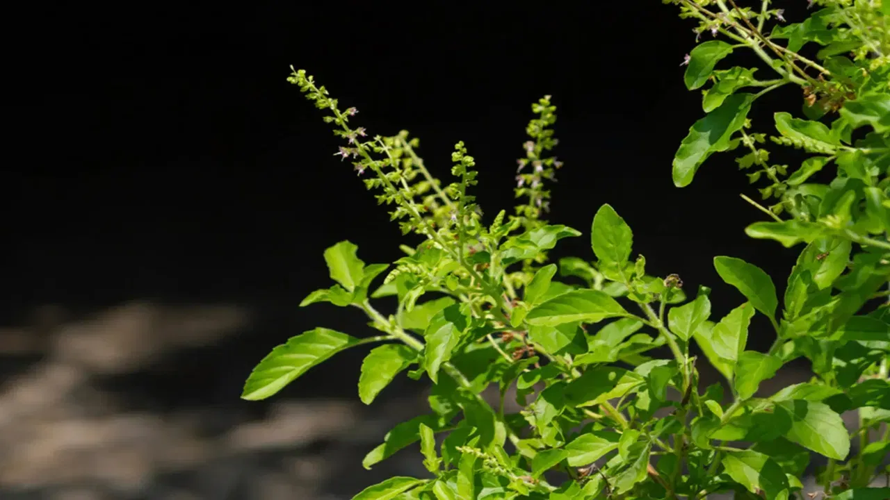 वास्तुशास्त्रात तुळशीला अत्यंत शुभ मानले जाते. वाळलेल्या तुळशीच्या लाकडामुळे घरात सुख, शांती आणि समृद्धी येते. हे उपाय कसे करायचे ते जाणून घेऊयात.  