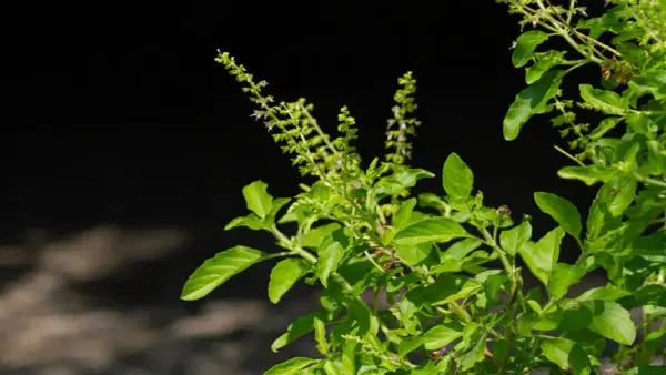 वास्तुशास्त्रात तुळशीला अत्यंत शुभ मानले जाते. वाळलेल्या तुळशीच्या लाकडामुळे घरात सुख, शांती आणि समृद्धी येते. हे उपाय कसे करायचे ते जाणून घेऊयात.