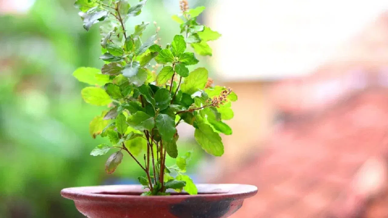 प्रवेशद्वारावर तुळशीचे लाकूड लटकवा: वाळलेल्या तुळशीच्या लाकडाला पाण्याने धुवा, पांढऱ्या कापडात बांधा आणि घराच्या प्रवेशद्वारावर लटकवा. यामुळे घरात शांती येईल आणि आनंदाचे वातावरण राहील.  