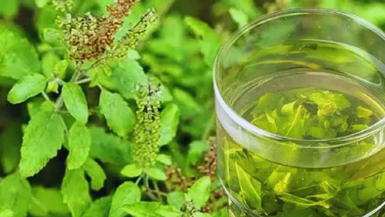 अंस म्हणतात की, रिकाम्या पोटी तुळशीचं पाणी पिल्याने अनेक आजारांपासून आराम सुटका होते. तुळशीला अमृत मानलं जातं आणि ते त्वचा आणि पोट दोन्हीसाठी अत्यंत फायदेशीर मानलं जातं.