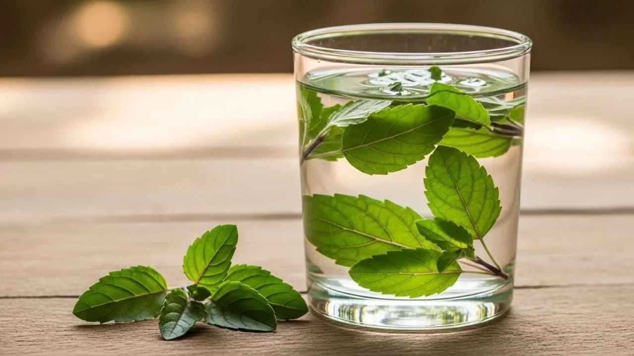 तुळशीचं पाणी रोगप्रतिकारक शक्ती वाढवतं - तुळशीच्या पाण्यात अँटीबॅक्टेरियल, अँटीव्हायरल आणि अँटीफंगल गुणधर्म असतात. तुळशीच्या पाण्याचं दररोज सेवन केलं तर ते सर्दी, खोकला आणि विषाणूजन्य संसर्ग टाळण्यास मदत करू शकतं. 