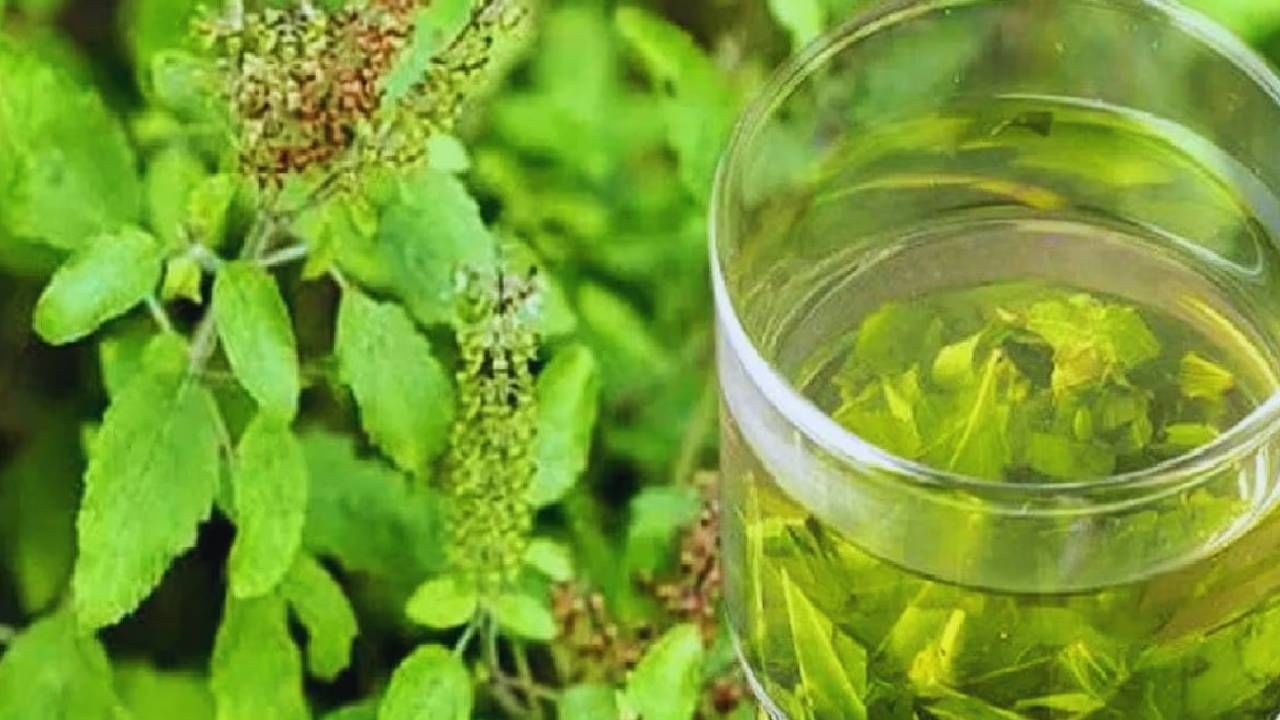 दररोज सकाळी रिकाम्या पोटी तुळशीच्या पानांचे पाणी पिल्याने रोगप्रतिकारक शक्ती मजबूत होण्यास मदत होते. शिवाय त्वचाही चांगली होते. 