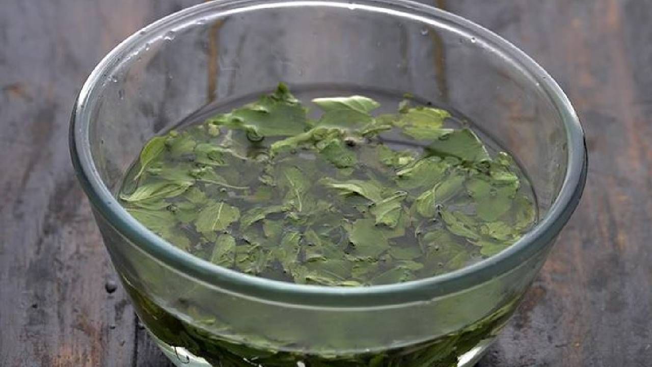 तुळशीची पाने आपल्या आरोग्यासाठी अत्यंत फायदेशीर ठरतात. तुळशीच्या पानांमुळे आरोग्याच्या अनेक समस्या या दूर होण्यास मदत होते. 