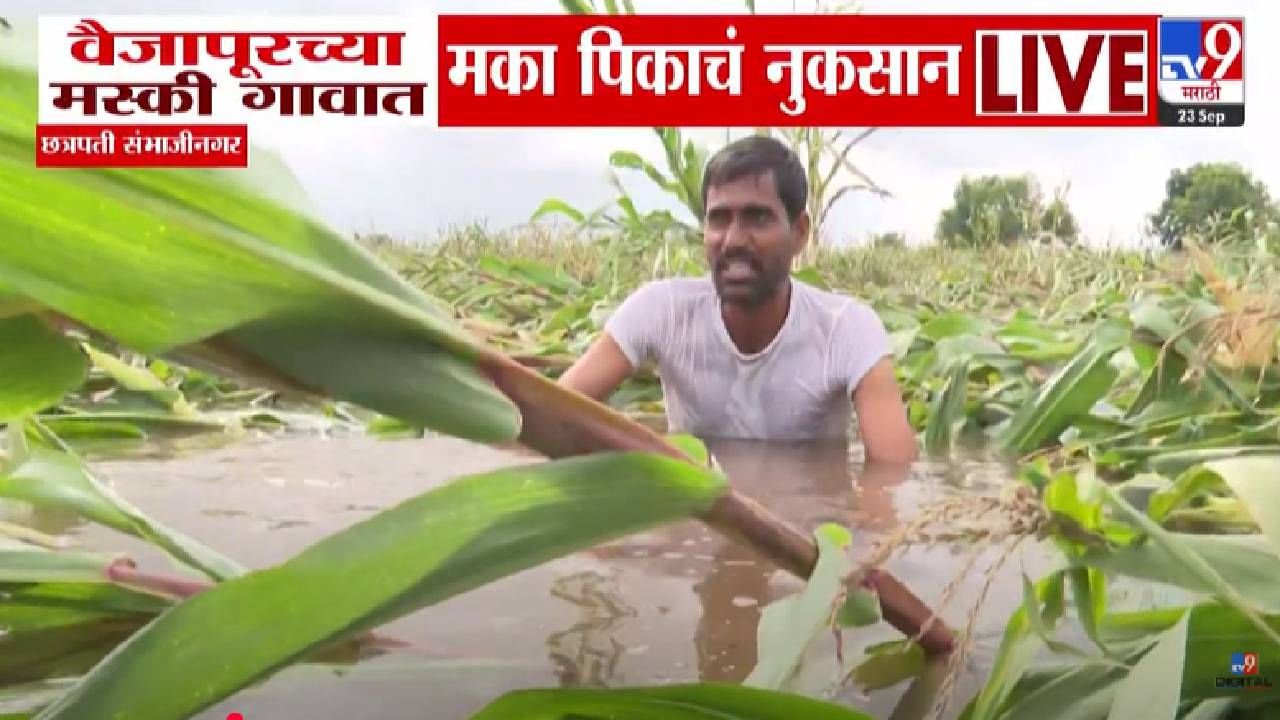 Sambhajinagar : बळीराजा मेला तरी चालेल... वैजापूरच्या मस्की गावात मुसळधार...मक्याचं उभं पीक आडवं, शेतकरी हवालदिल