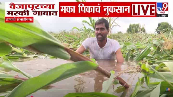 Sambhajinagar : बळीराजा मेला तरी चालेल... वैजापूरच्या मस्की गावात मुसळधार...मक्याचं उभं पीक आडवं, शेतकरी हवालदिल Sambhajinagar : बळीराजा मेला तरी चालेल... वैजापूरच्या मस्की गावात मुसळधार...मक्याचं उभं पीक आडवं, शेतकरी हवालदिल