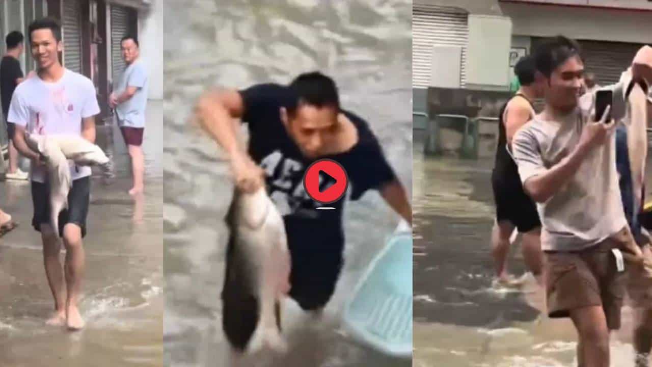 थेट रस्त्यावर फिरायला लागले शकडो मासे, ते संकट धडकलं अन् चमत्कारच झाला, Video पाहून धक्काच बसेल!