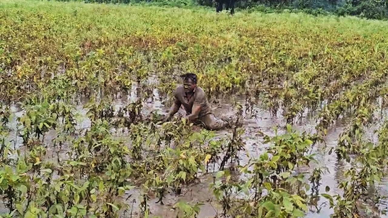 त्यामुळे वयात आलेल्या मुलीचं तीन महिन्यानंतर लग्न कसं करावं असा प्रश्न शेतकरी सैय्यद रहीम यांना सतावत आहे. संकटात सापडलेल्या शेतकऱ्याने शेतात आक्रोश करून टाहो फोडला.