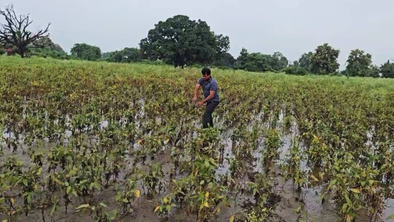 हाता तोंडाशी आलेला घास निसर्गानं हिसकावला आहे. मोठी मशागत करून शेतकऱ्यांनी कपाशी, सोयाबीन आणि इतर पिकाचं भरघोस उत्पन्न घेण्याचं स्वप्न बाळगलं होतं. 