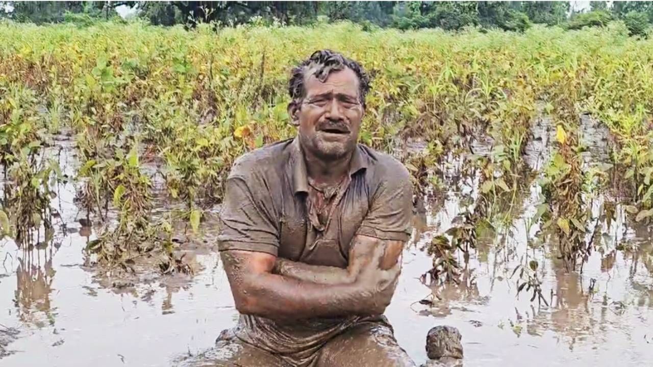 सय्यद यांनी पाच एकरात सोयाबीन पेरलं होतं.  मात्र अतिवृष्टी मुळे सोयाबीनचं पीक पूर्ण मातीमोल झालं. 