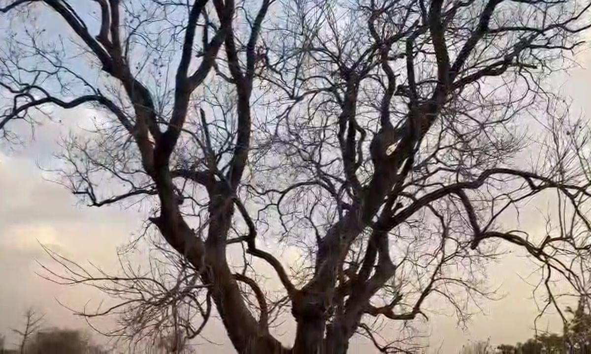 yavatmal tree 6