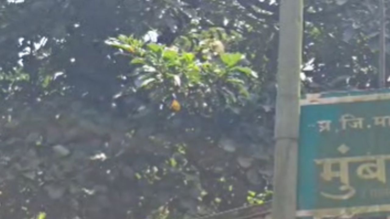 इब्राहिम दाऊद याच्याशी संबंधित असलेल्या रत्नागिरीमधील शेतजमिनीचा पुन्हा एकदा लिलाव करण्यात येणार आहे. नोव्हेंबर महिन्यात ही जमीन लिलावासाठी ठेवण्यात येणार आहे.      