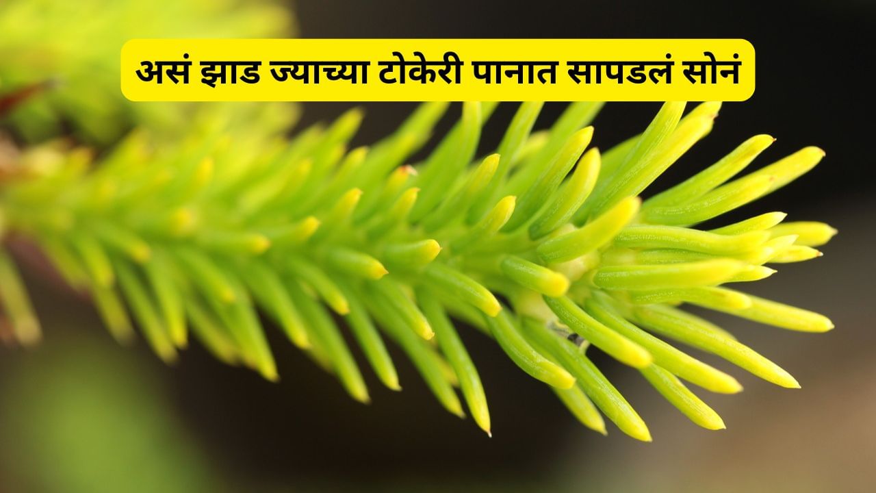 सोने पिकवणारे झाड कधी पाहिले आहे का ? आता सोनं शोधण्यासाठी कामी येणार