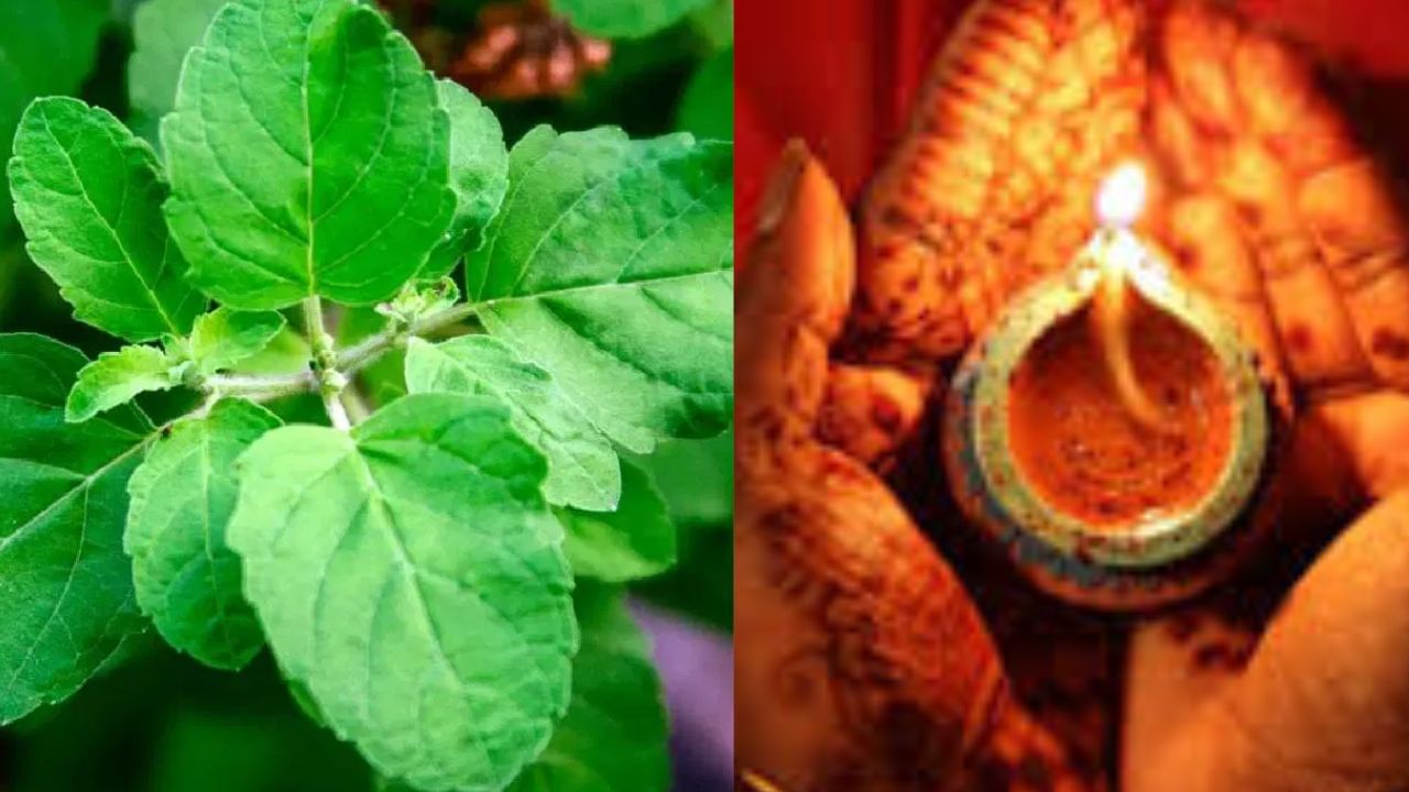 Vastu Tips : दिवाळीच्या दिवशी तुळशी संबंधित करा हे सोपे उपाय, आयुष्यात कधीच धनाची कमी भासणार नाही