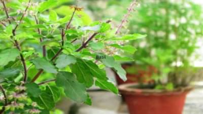 Vastu Tips : तुळशीच्या कुंडीमध्ये फक्त ही एक गोष्ट ठेवा, अन् चमत्कार बघा, घरात येईल पैसाच पैसा