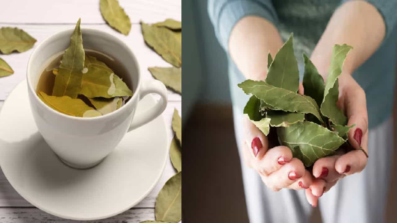 हिवाळ्यात तमालपत्र पाण्यात उकळून प्यायल्यास काय फायदे होतात?