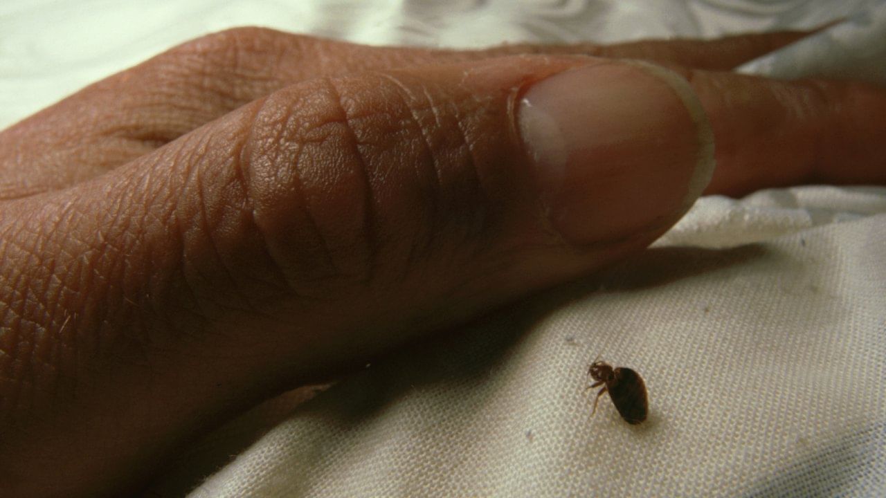 ढेकूण घालवण्यासाठी कडुलिंबाचे तेल एखाद्या रामबाण उपायासारखे काम करते. त्याचा वापर करणे खूप सोपे आहे. यासाठी तुम्हाला कडुलिंबाचे तेल एका स्प्रे बॉटलमध्ये भरावे लागेल. यानंतर ते ढेकूणावर शिंपडावे लागेल.