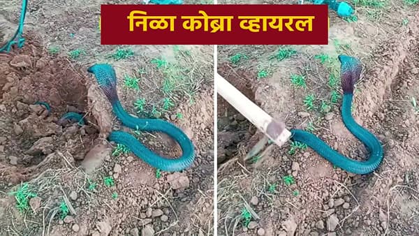 शेतात खड्डा खोदताना फुस्स फुस्स आवाज आला... अचानक निघाला निळ्या रंगाचा साप; तुम्ही कधी पाहिलाय असा साप?