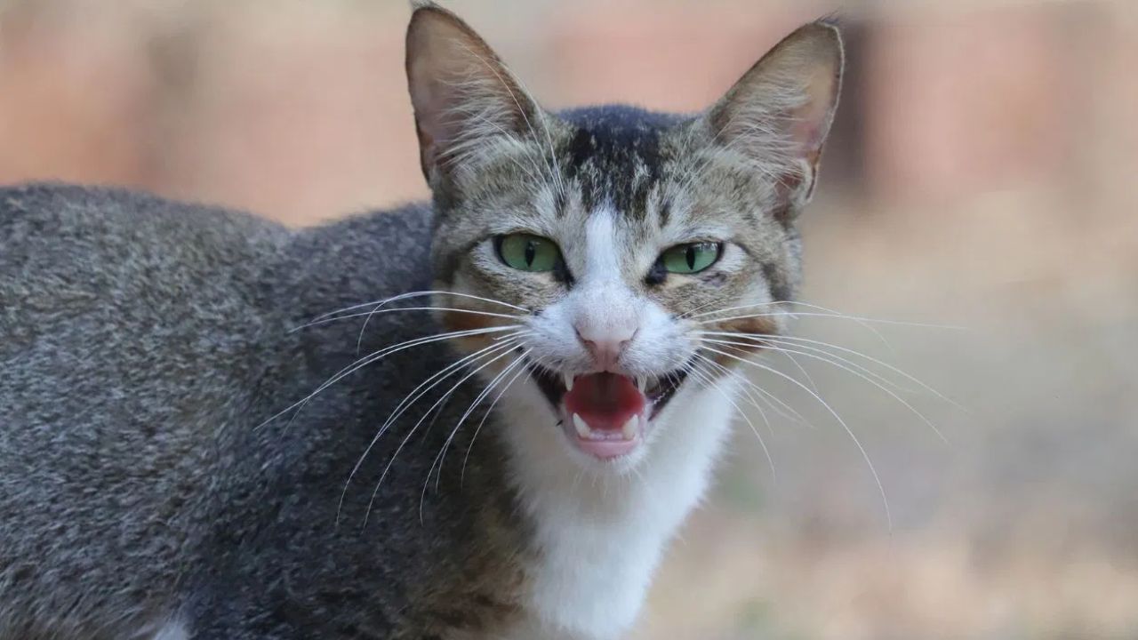 नसबंदी करताना मांजरीचा मृत्यू कोर्टाने डॉक्टरांना ठोठावला तब्बल इतक्या रुपयांचा दंड