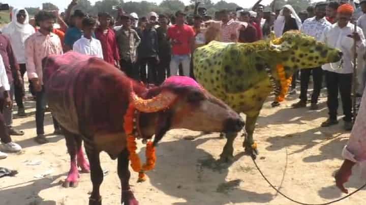 Chandrapur : पाडव्याच्या दिवशी रंगल्या रेड्यांच्या चित्त थरारक झुंजी, नंदी समाजाच्या प्रथेची सर्वत्र चर्चा Chandrapur : पाडव्याच्या दिवशी रंगल्या रेड्यांच्या चित्त थरारक झुंजी, नंदी समाजाच्या प्रथेची सर्वत्र चर्चा