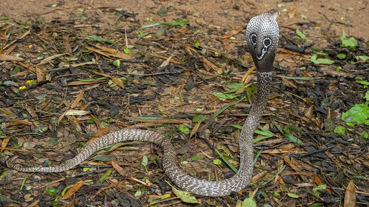 नाग हा चपळ आणि घातक आहे, तर अजगर हा इतका शक्तिशाली असतो की तो कोणत्या प्राण्याला चिरडून मारू शकतो. त्यामुळे हो दोन्ही साप मानवासाठी घातक आहेत. 