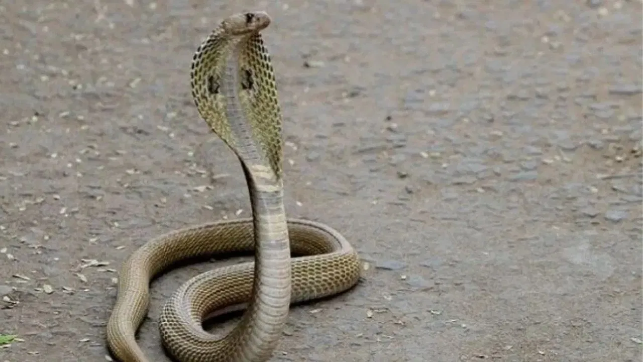 या दोघांपैकी शक्तिशाली कोण या प्रश्नाचे उत्तर म्हणजे, अजगर हा ताकदीत आणि आकारात खूप आघाडीवर आहे. तर नाग हा विष आणि वेगात आघाडीवर आहे.