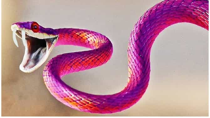 Dangerous Snakes : जगातील ते 5 सर्वात खतरनाक साप; दंश करताच काही वेळात जातो जीव, तुम्हाला माहिती आहे का?