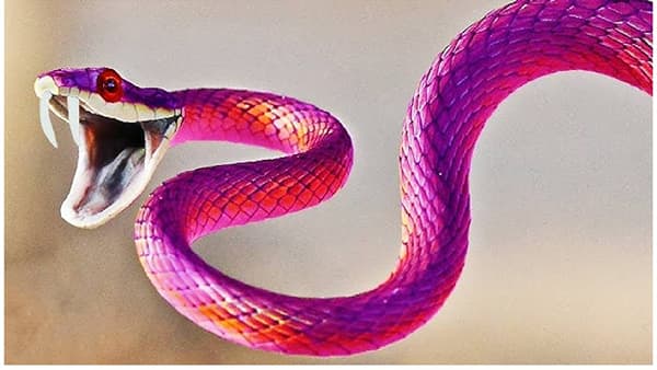 Dangerous Snakes : जगातील ते 5 सर्वात खतरनाक साप; दंश करताच काही वेळात जातो जीव, तुम्हाला माहिती आहे का?